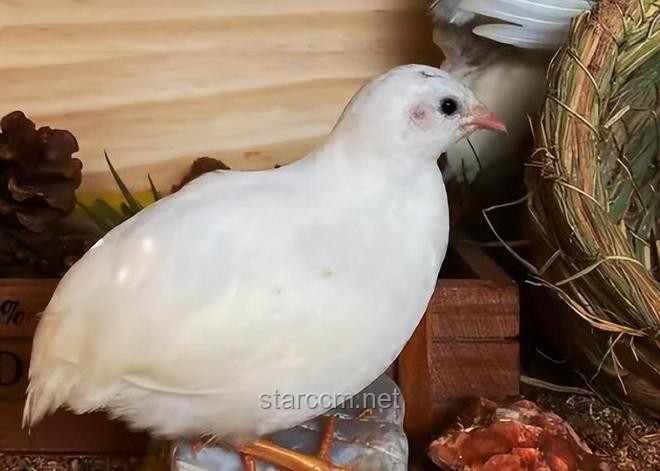 网上买芦丁鸡作宠物与木工DIY宠物屋的对比分析：惊喜还是挑战？
